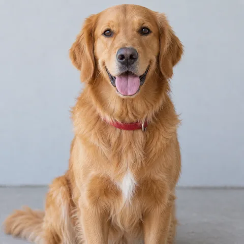 Golden retriever with a red collar, input for the left keyboard player